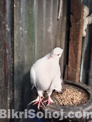 অপরাজিতা কবুতর